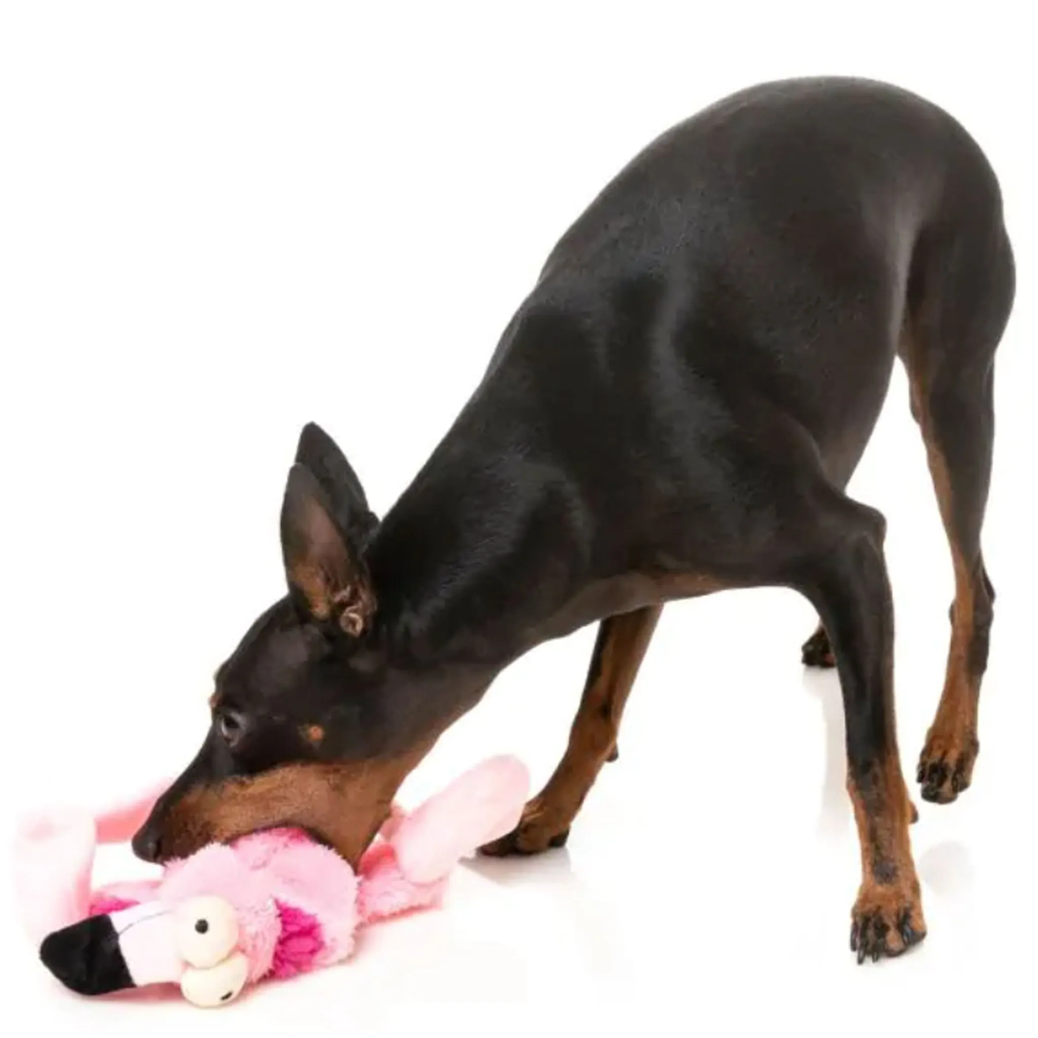 Fuzzyard Flat Out Flo Flamingo Dog Toy